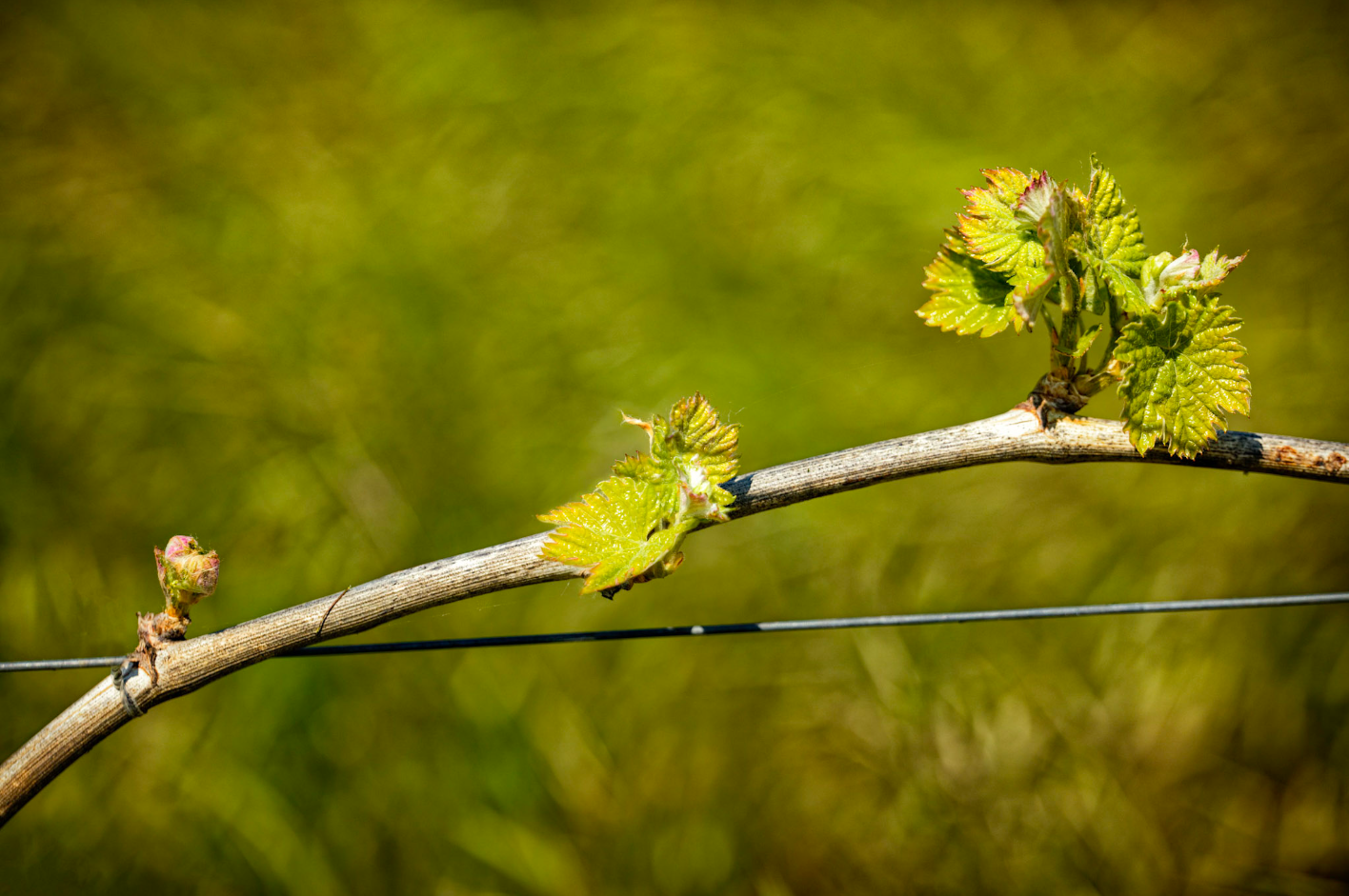 Adopt a Grape – Your Own Vine in Italy!